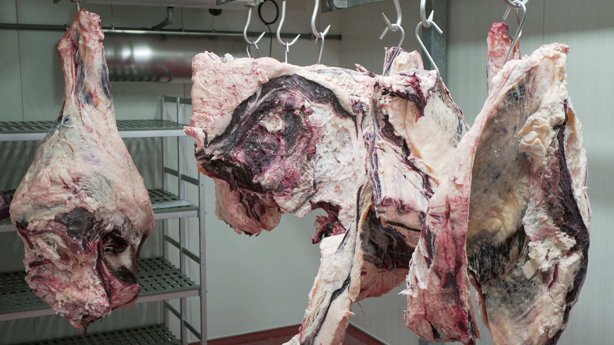 Pohled na zrání masa