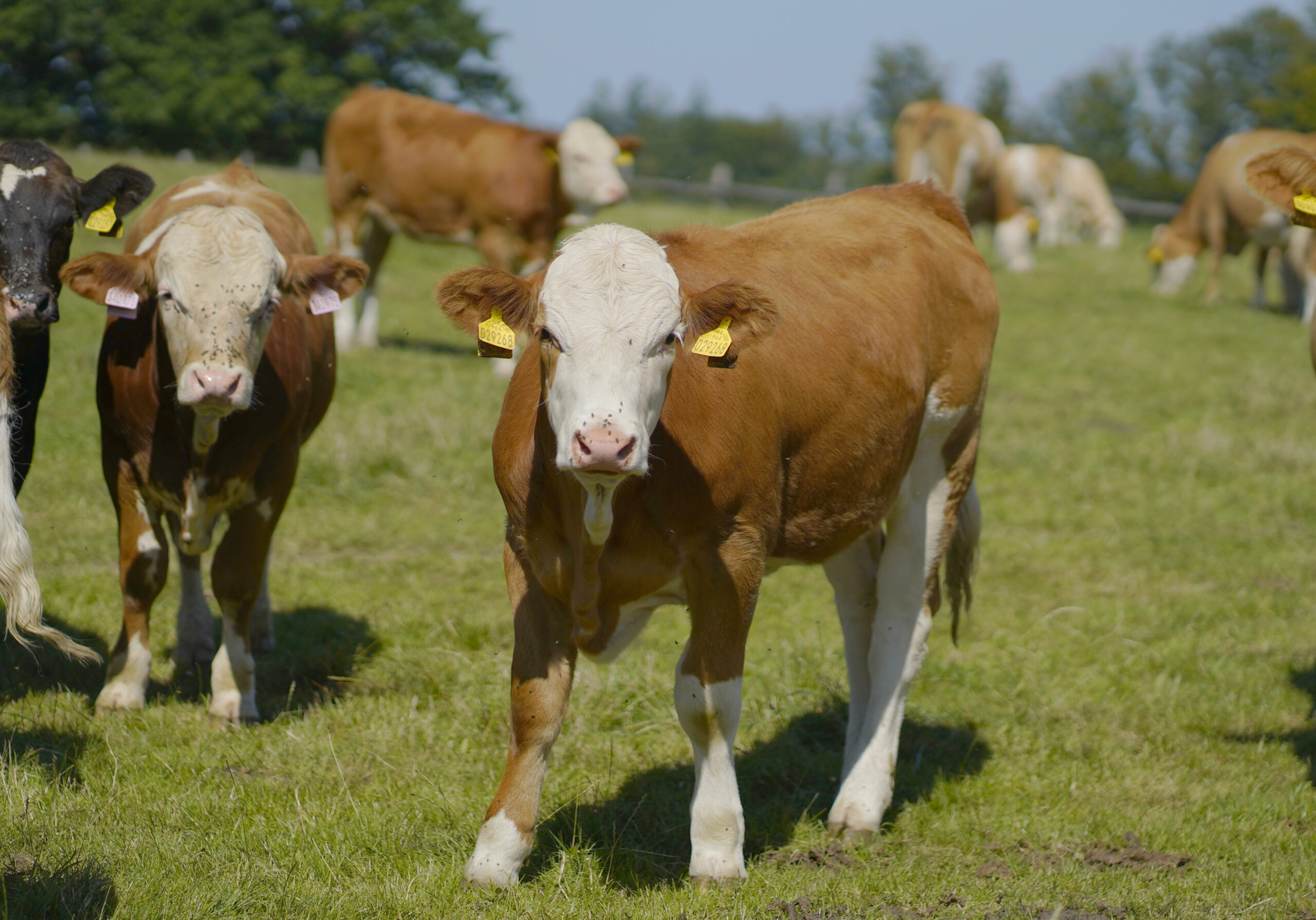 Pohled na krávu na pastvě
