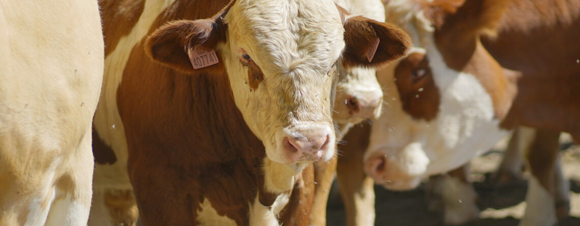 Pohled na krávu na pastvě