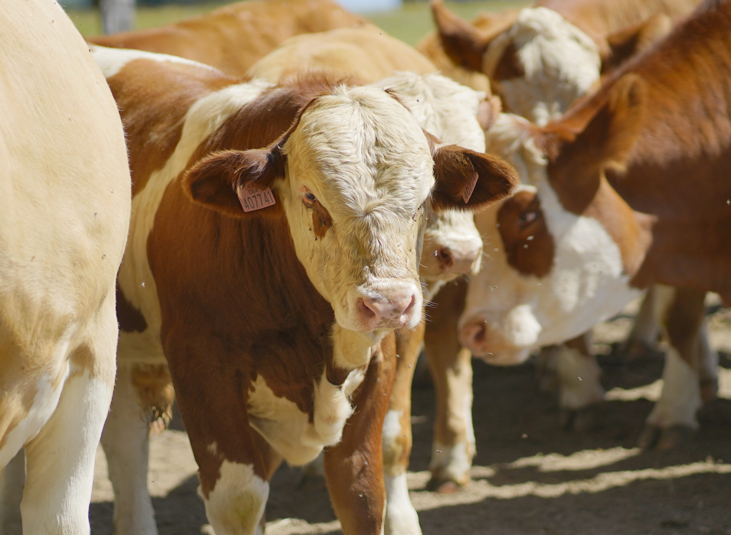 Pohled na krávu na pastvě